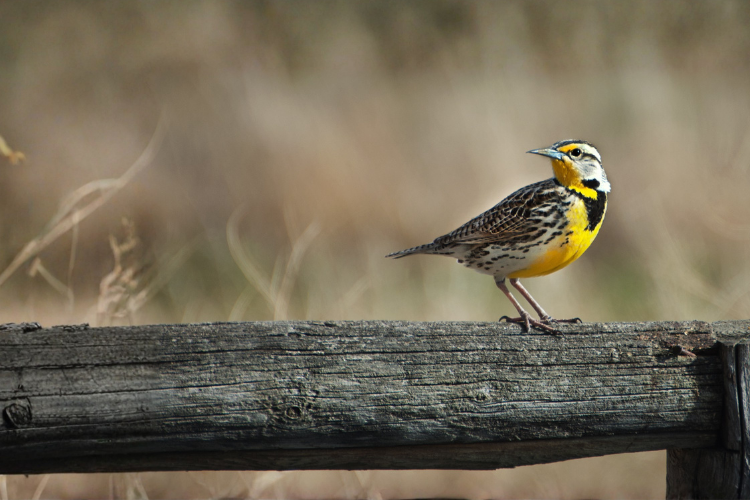 Bird perched on a wooden fence with a blurred natural background