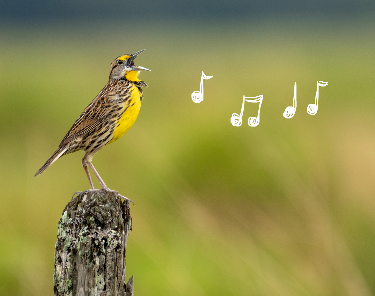 Bird singing on a post with musical notes in a field